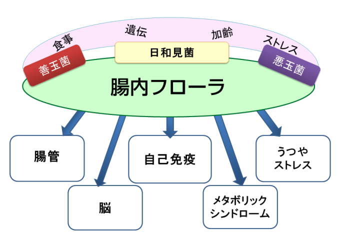 腸内フローラ