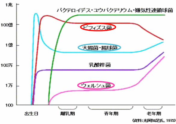 加齢と腸内フローラ