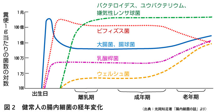 加齢と腸内フローラ