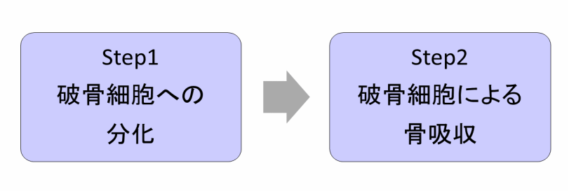 骨を壊すメカニズム