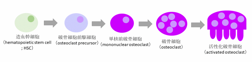 破骨細胞への分化