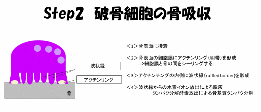 破骨細胞による骨吸収