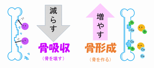 骨芽細胞を活性化したり、破骨細胞への分化を阻害