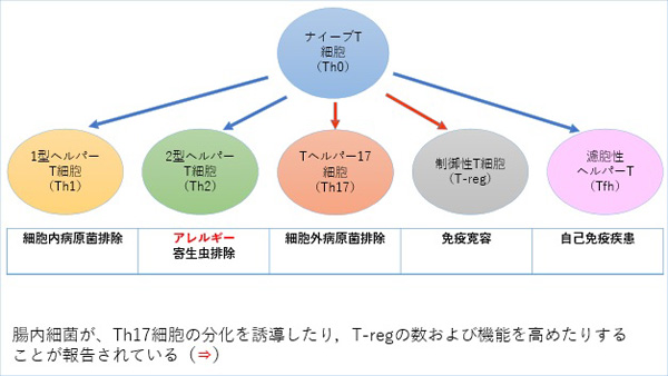 T細胞