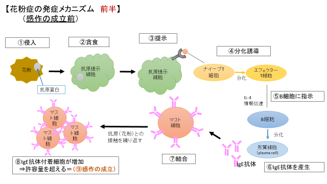 感作成立前