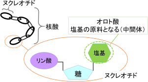 オロト酸